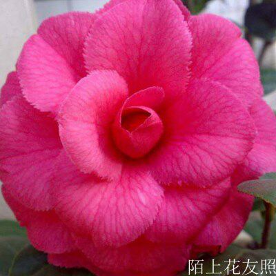 花仙子超级玛瑟蒂阿娜突变种花瓣带锯齿名贵进口大型茶花苗带花苞