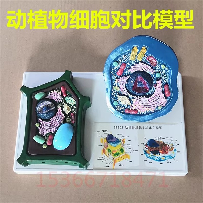 动植物细胞对比模型 植物细胞模型 动J物细胞模型 生物教学仪器