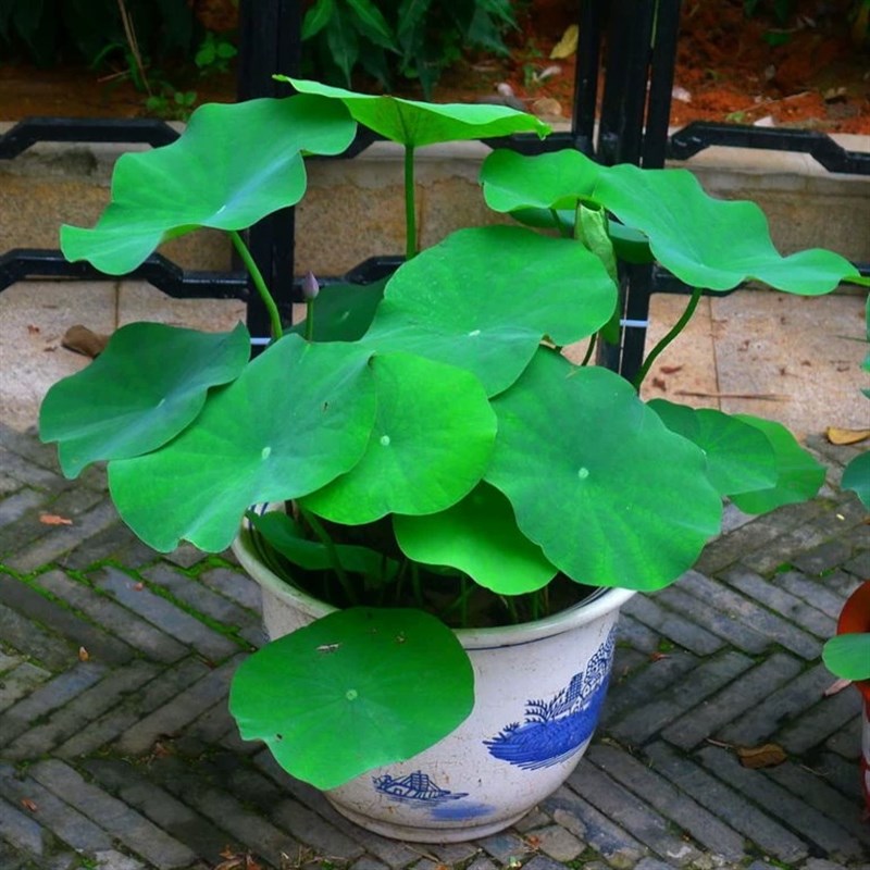 水生成品荷花苗带盆莲藕根苗水缸盆栽H大型莲花藕观赏池塘育苗盘