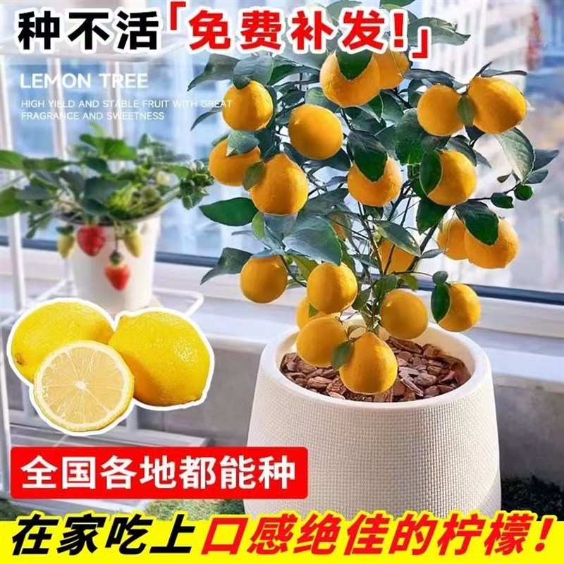 带花香水柠檬树苗盆栽绿植阳台室内植物开花卉种植结果南北方室内