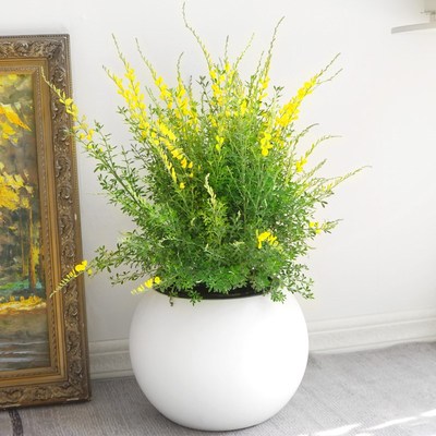 金叶子金雀花盆栽室内外阳台飘窗别墅庭院四季好养花卉植物带花苞