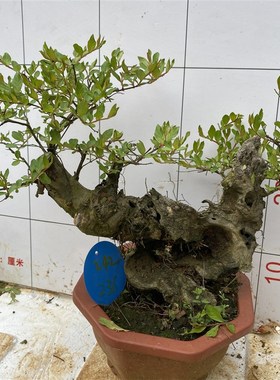 紫薇树桩盆景百日红花卉金紫薇姬紫薇紫色花紫薇老桩盆栽阳台植物