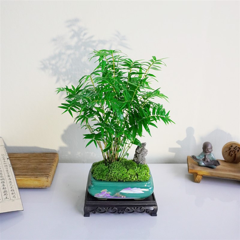 矮种小叶米竹盆栽手绘山水盆四季常绿好养绿植