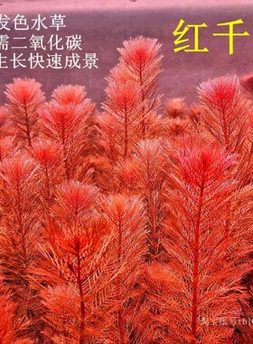 红千层红羽毛易发色红色后景水草阴性鱼缸草缸造景新手快速成景