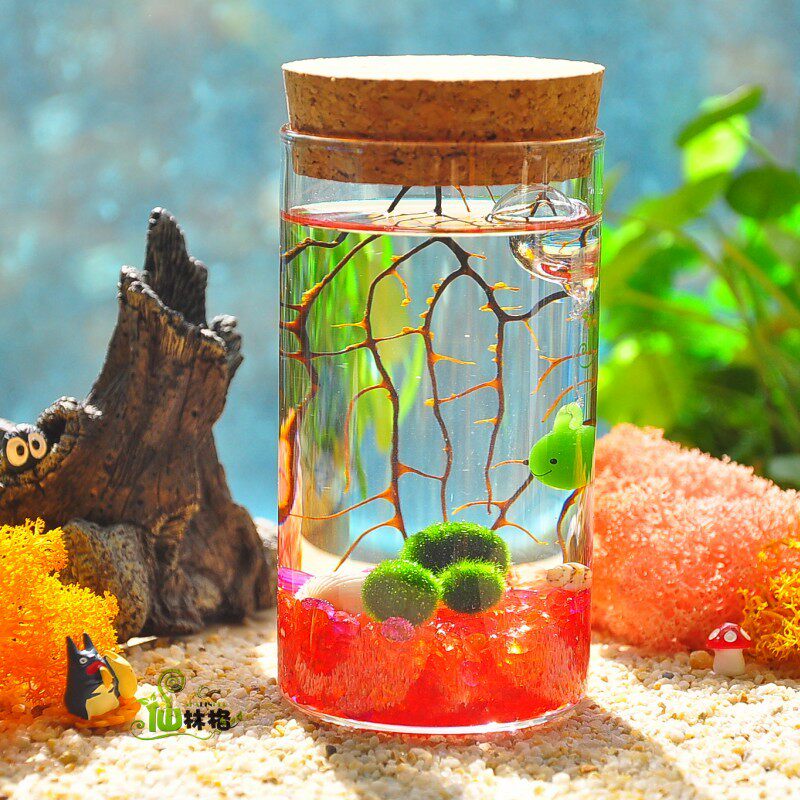 仙林格大促marimo海藻球创意迷你植物微景观生态瓶花样四季