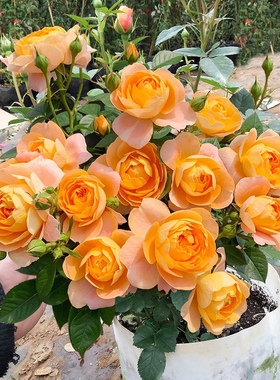果汁阳台月季花大苗特大花玫瑰橙色多头群开浓香盆栽四季绿植花卉