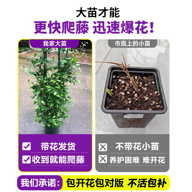 铁线莲大苗爬藤花卉盆栽带花苞银币倒影攀援四季耐寒阳台庭院植物