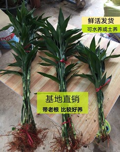 正宗大叶富贵竹金边有带老r根 高长100cm土栽水培绿植净化空气好