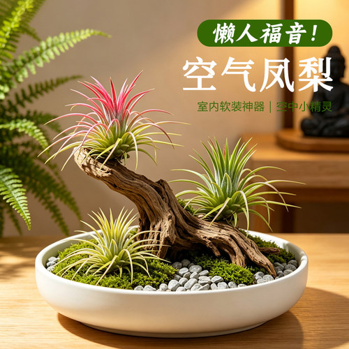 空气凤梨无土懒人特价净化