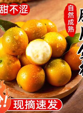 广西融安脆皮金桔桂林小金桔整箱包邮新鲜现摘水果当季一件Y1