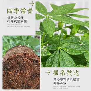 发财树小盆栽办公室内桌面原生发财树盆景四季招财好养绿植小摆件