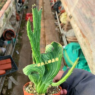 一铭仙人球基地 天龙缀化 菊科 多肉植物 一物一拍12.28日