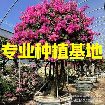 多色三角梅  泰国五雀造型三角梅价格 水红大红三角梅勒杜鹃