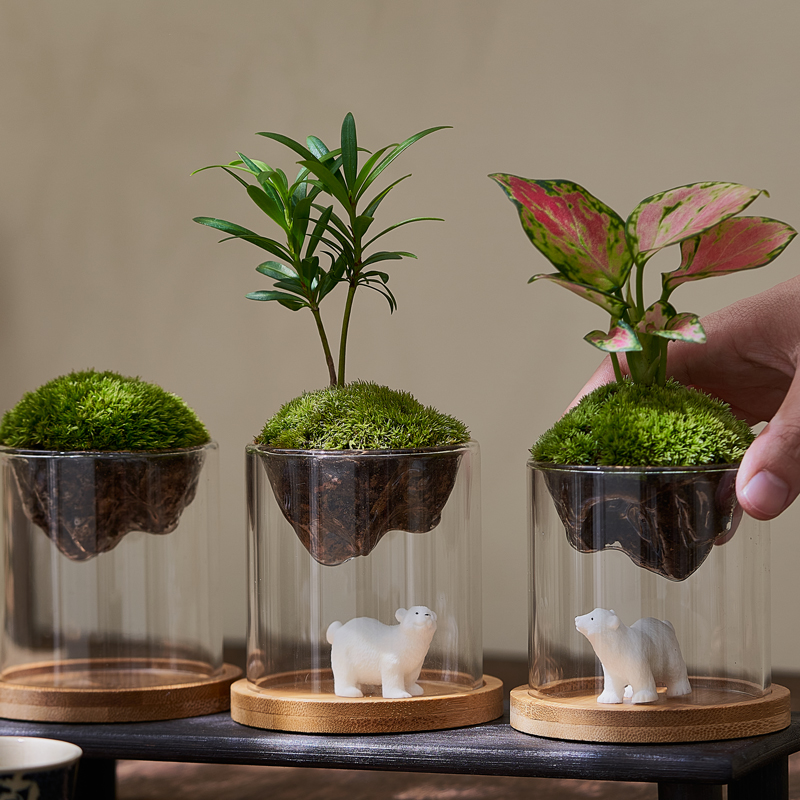 苔藓微景观造景观山杯办公桌x绿植创意植物室内盆景书桌摆件罗汉