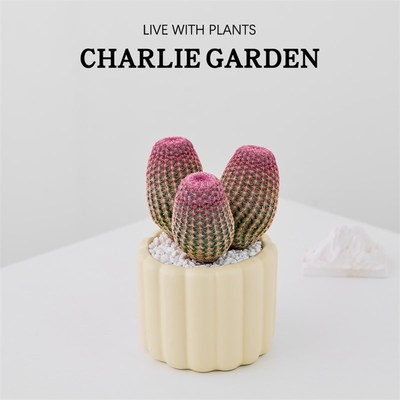 三头红太阳多肉仙人球室内四季好养盆景办公室桌面小型绿植物盆栽