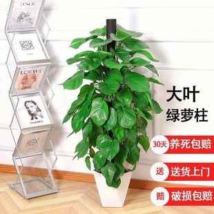 140cm 160cm绿萝柱大型盆栽植物室内大叶绿植净化空气花卉室内外
