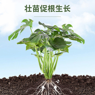 根太阳生根剂植物龙公司爆发式 生根剂苗木果蔬生根壮苗微生物菌剂