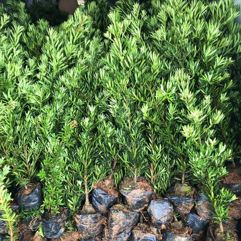 菊花心公树罗汉松不结果只开花盆景客厅旺宅卉庭院绿植物盆栽树苗