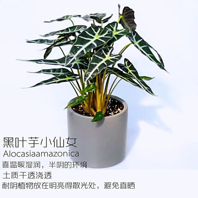 小仙女观音莲竹芋黑叶芋海芋植物 室内观叶盆栽 水培好养绿植包邮
