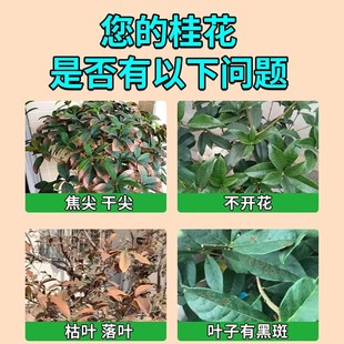 桂花枯叶病黄叶焦叶尖干叶斑病专用杀菌药桂花树专用肥料营养液