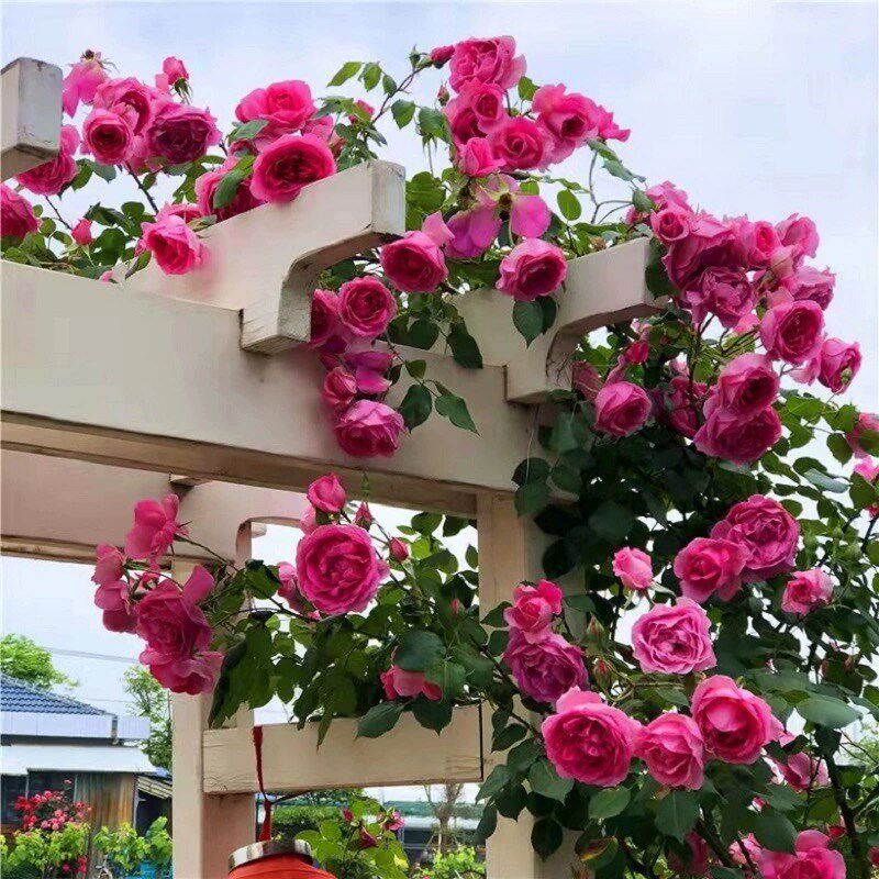 大游行藤本月季花大苗阳台庭院拱门爬藤蔷薇花苗玫瑰花卉大花四季