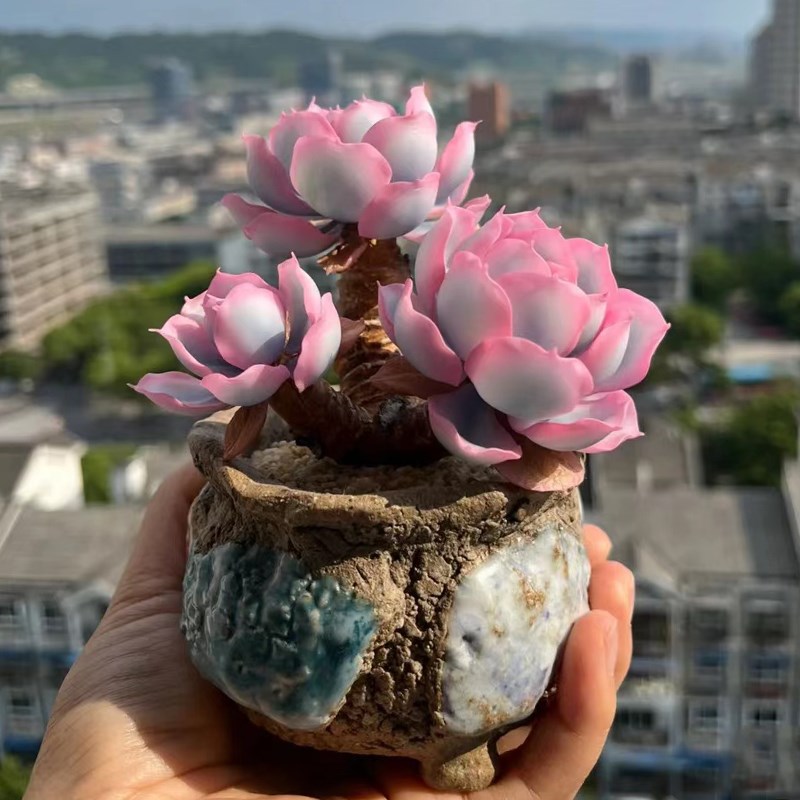 进口伯克利锦老桩稀有高级多肉植物办公室内花卉盆栽阳台防辐射