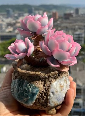 进口伯克利锦老桩稀有高级多肉植物办公室内花卉盆栽阳台防辐射