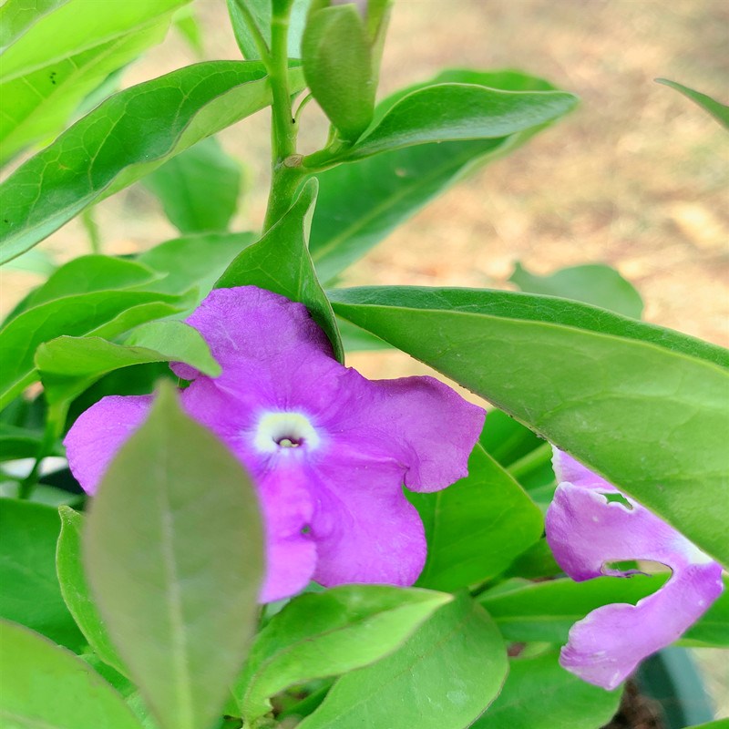 双色茉莉花盆栽非洲鸳鸯茉莉花苗树浓香四季开花虎头茉莉绿植好养