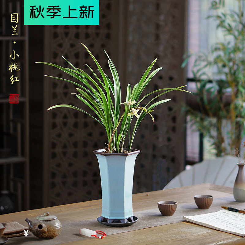 小桃红兰花国兰建兰盆栽室内桌面好养盆景书房茶桌办公桌耐阴植物