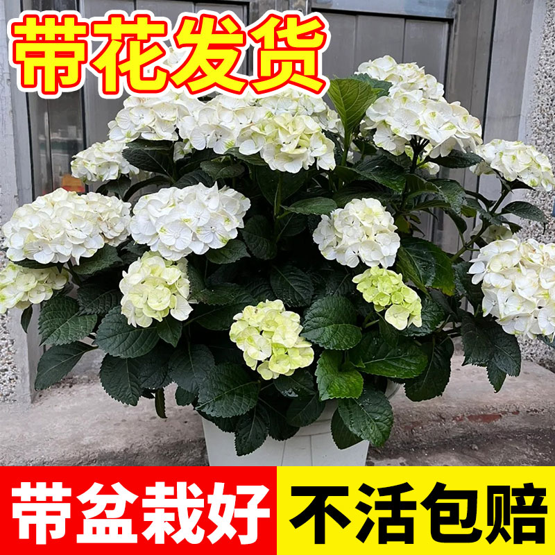 绣球花盆栽大苗木绣球带花无尽夏花苗重瓣老桩庭院植物四季开花卉