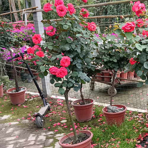 金叶子棒棒糖树桩月季大花苗盆栽带花苞花卉植物庭院四季玫瑰树状