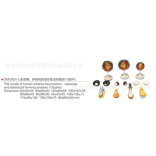 工厂生产SMO003人胚受精卵裂过程模型 供应胚泡形成过程模型