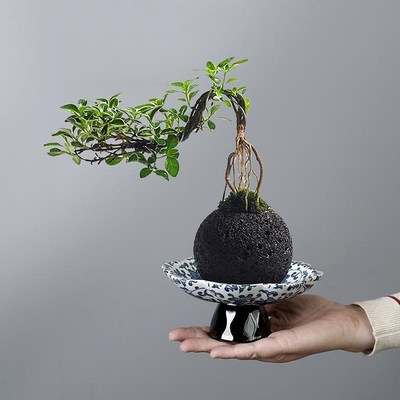 苔藓球托盘盆器皿无孔花盆陶瓷高脚盆复古简约水培巴西木植物专用