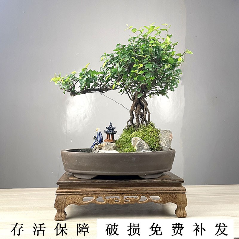 小叶雀梅盆栽老桩假山盆景植物室内树桩悬崖式造型客厅绿植桌面