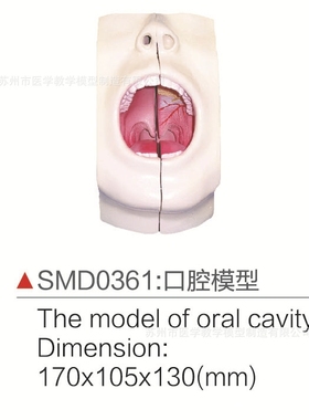 SMD0361口腔模型