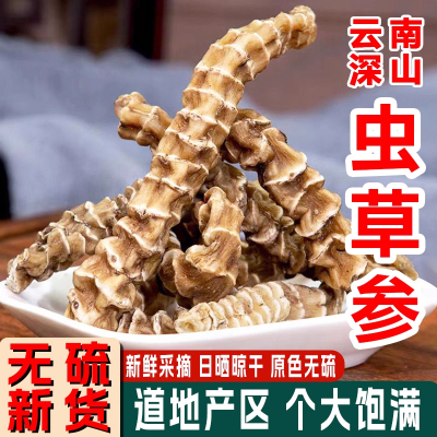 云南虫草参野生中药材正品地参干货白虫草竹节参草石蚕顶天柱煲汤