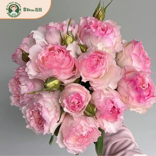 雷叔的花园佩尔朱克月季花苗粉色多头丰花中大苗盆栽浓香四季开花