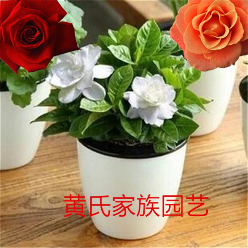 栀子花盆栽客厅阳台办公桌绿植芳香花卉木本植物耐寒耐热2盆包邮