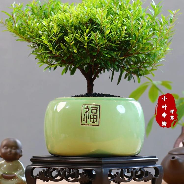 小叶赤楠老桩盆栽盆景观叶植物室内花卉办公室桌面小绿植好养四季