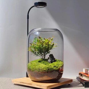 生命之树赤楠夜灯微景观办公室桌面生态免打理微生态绿植玻璃瓶造