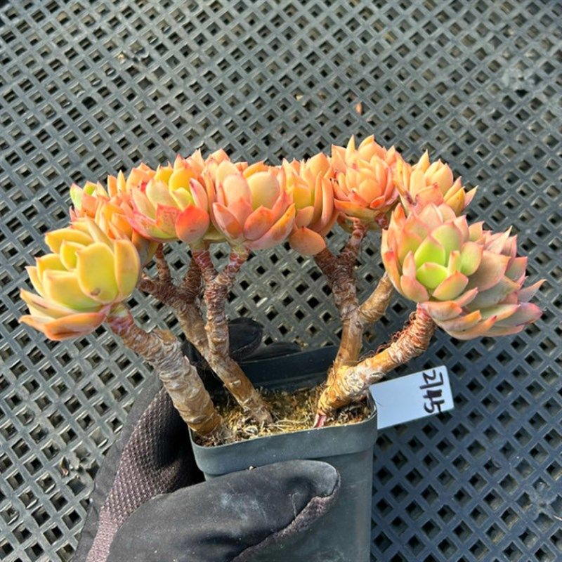 一物一拍 老桩绮罗多肉植物 阳台庭院绿植花卉组合盆栽 大棚直销