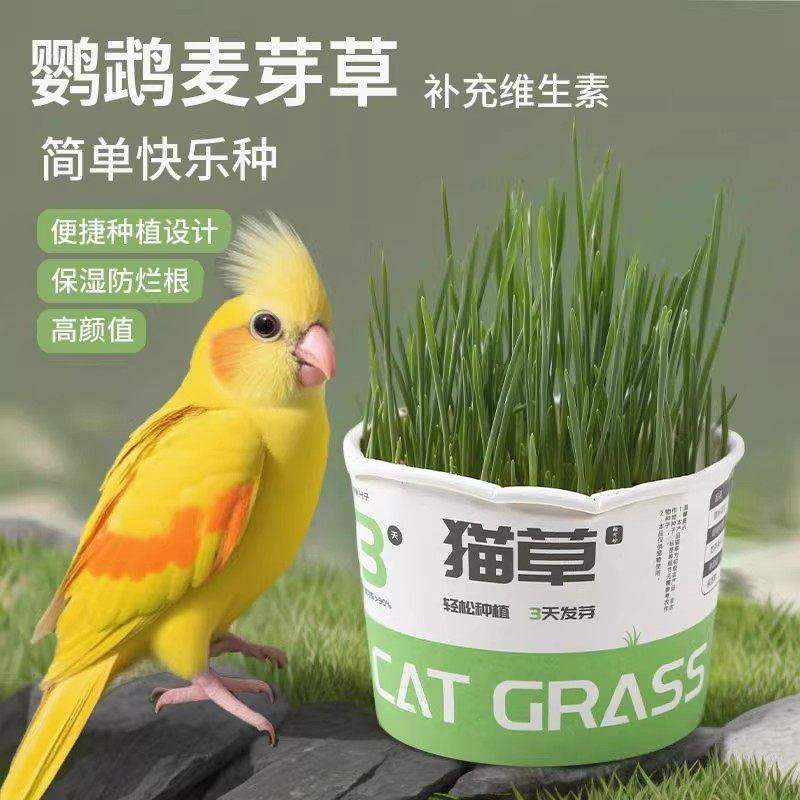 鹦鹉麦芽草粮大麦种子鹦鹉啃咬饲料鸟草盒零食促进消化解闷防啄毛