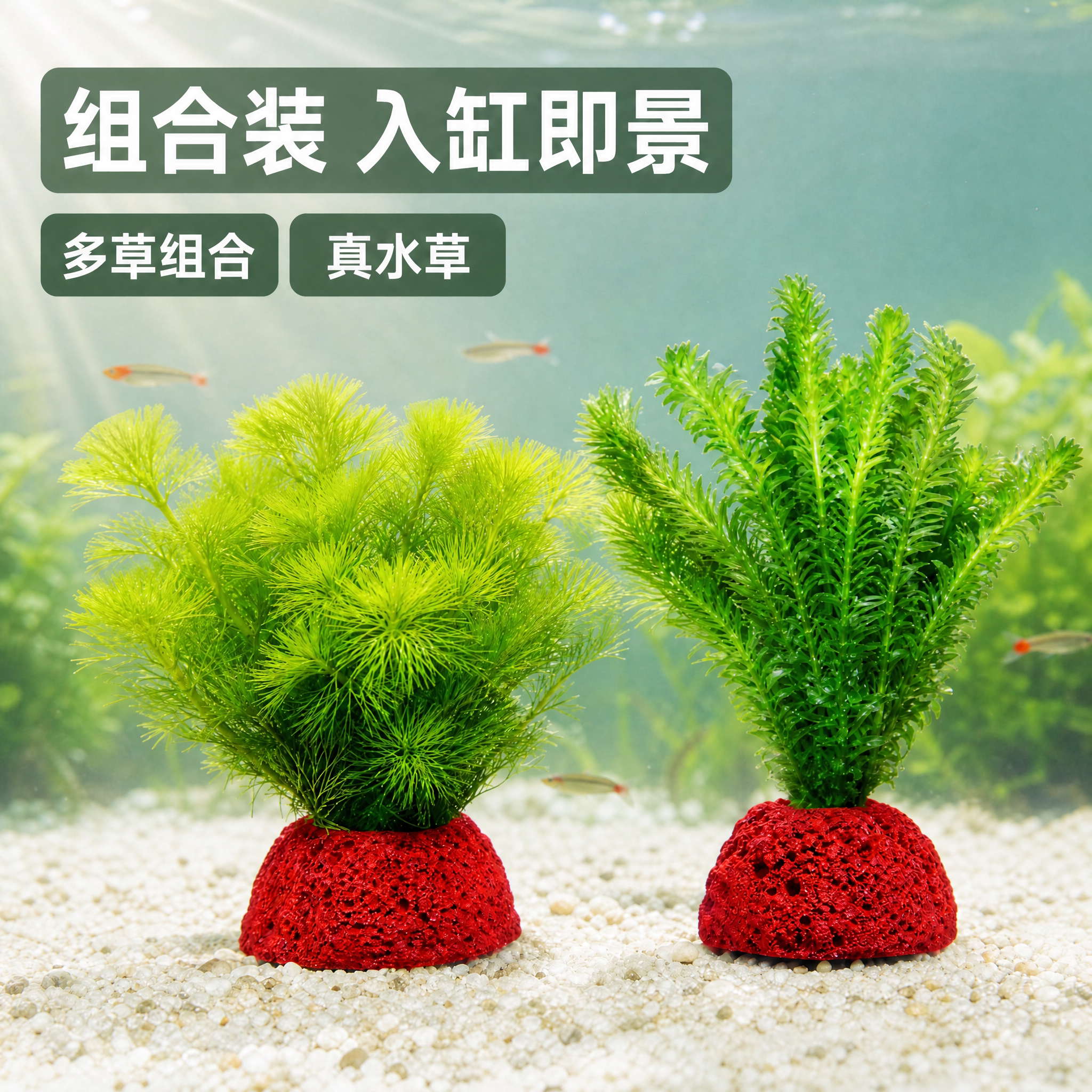 鱼缸水草植物真绿植火山石生态养鱼造景专用蜈蚣草绿菊净化水质