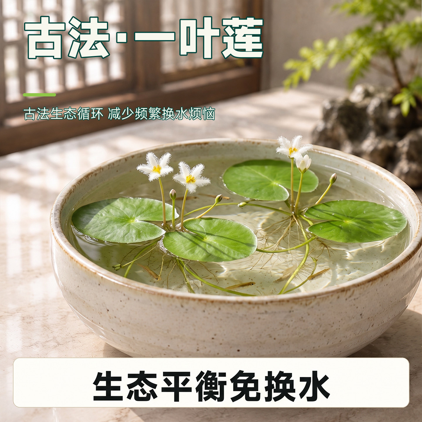 一叶莲睡莲水草古法养鱼碗莲带花苞浮萍植物迷你绿植开花水培制氧