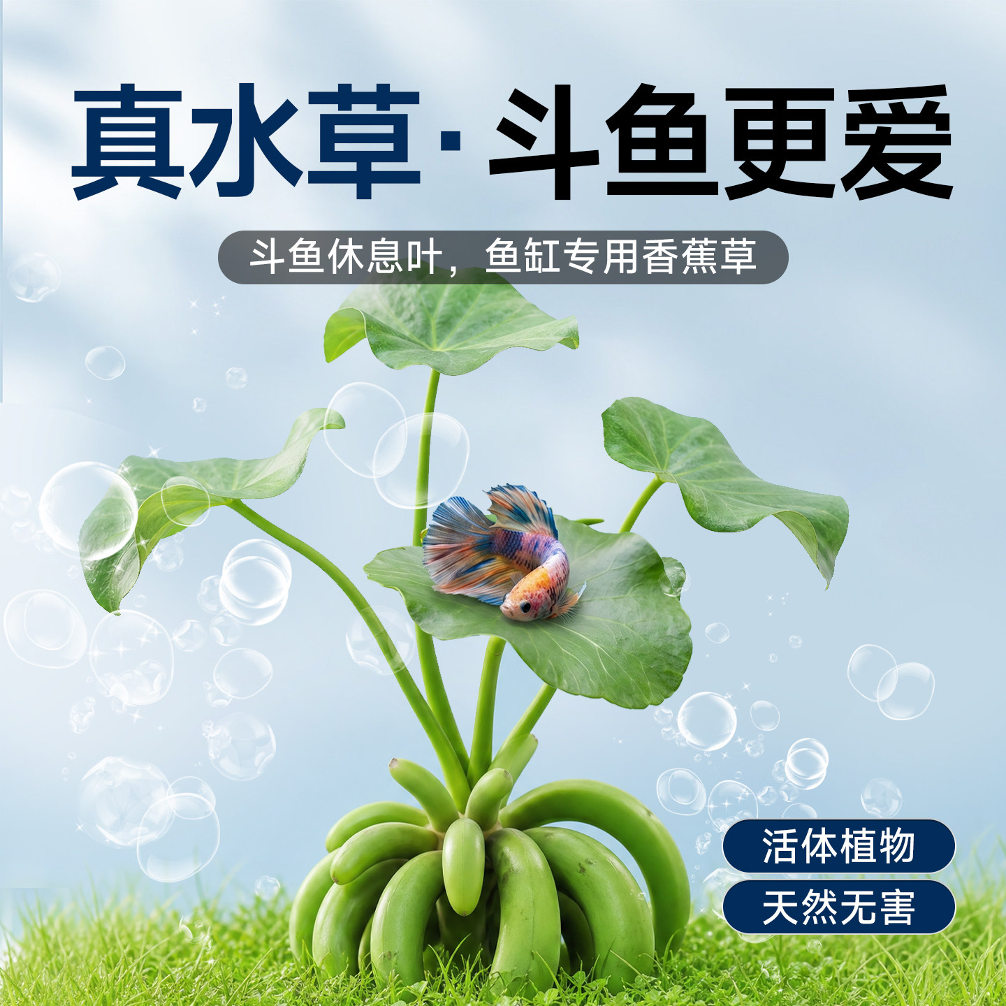 香蕉草鱼缸生态净化水质入门优质造景增氧斗鱼休息叶专用水草植物