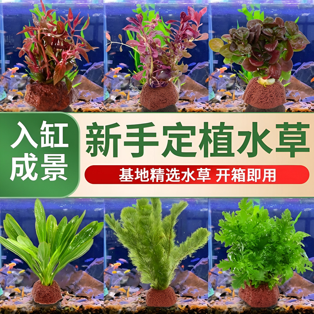 火山石水草植物鱼缸造景专用水培阴性蜈蚣草绿菊真草增氧绿植摆件,宠物/宠物食品及用品,水草,淘宝优惠券,粉丝福利购,淘宝优惠卷