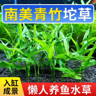 南美青竹水草鱼缸造景专用水培植物懒人养鱼坨草 增氧净化水质