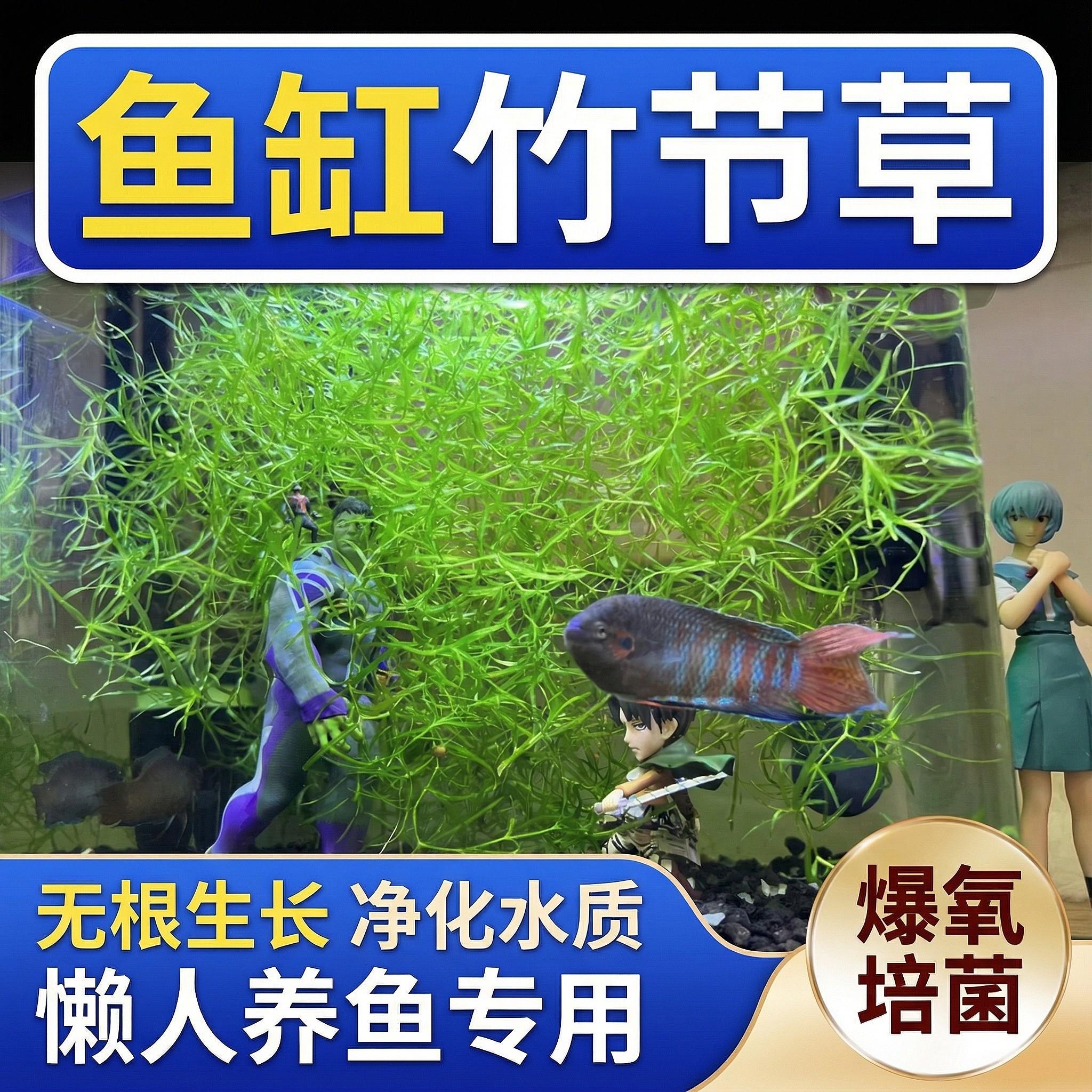 竹节草造景鱼缸专用养不死的水草净化水质懒人养鱼孔雀鱼躲避生态,宠物/宠物食品及用品,水草,淘宝优惠券,粉丝福利购,淘宝优惠卷