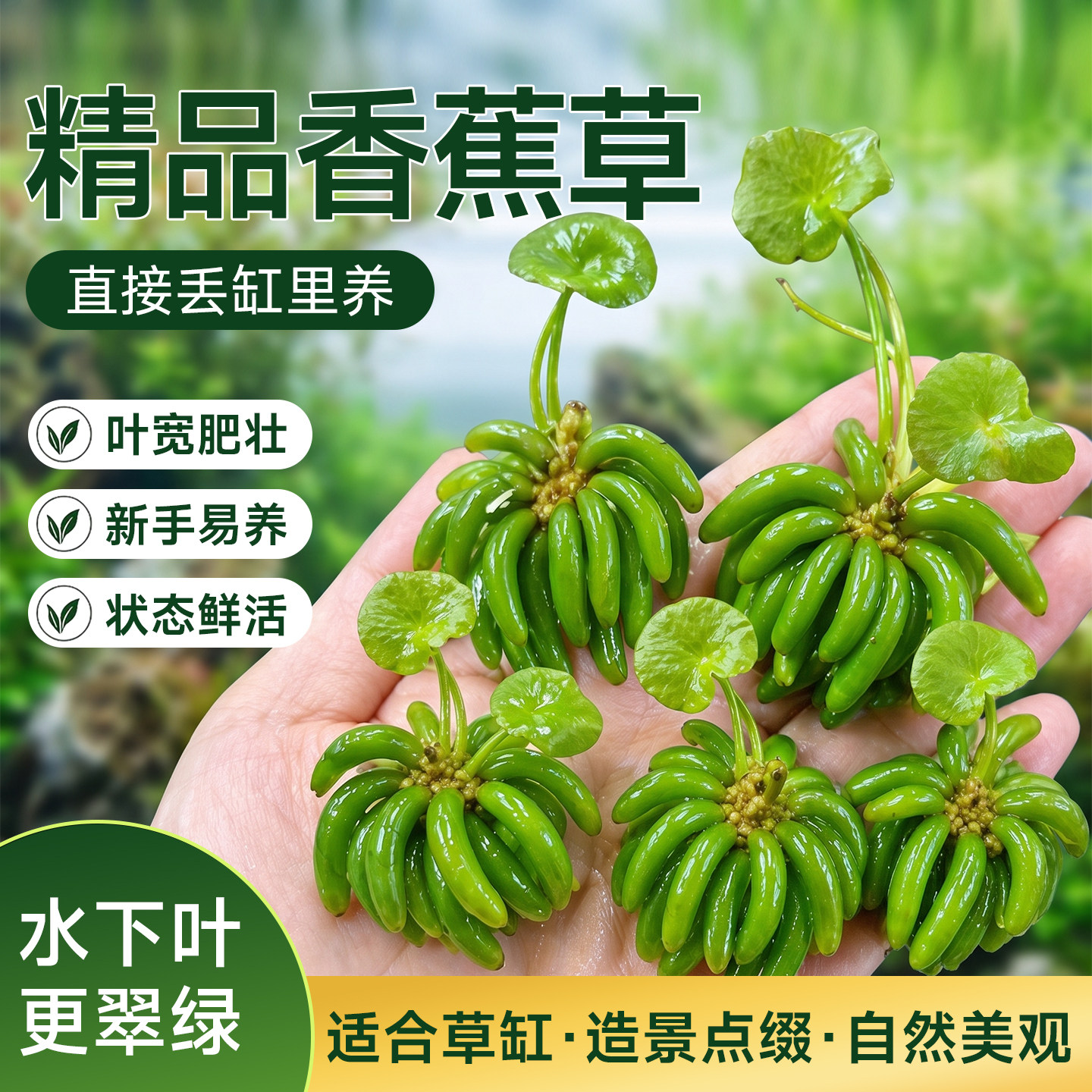 香蕉草水草鱼缸专用植物净化水质造景增氧免打理新手懒人养鱼绿植