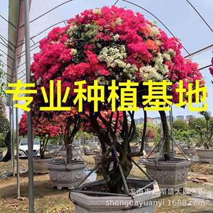 造型红花三角梅桩景报价 重庆三角梅树桩桩头 福建多色三角梅价格